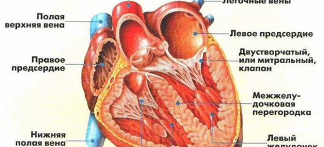 Желудочковая аритмия сердца: лечение