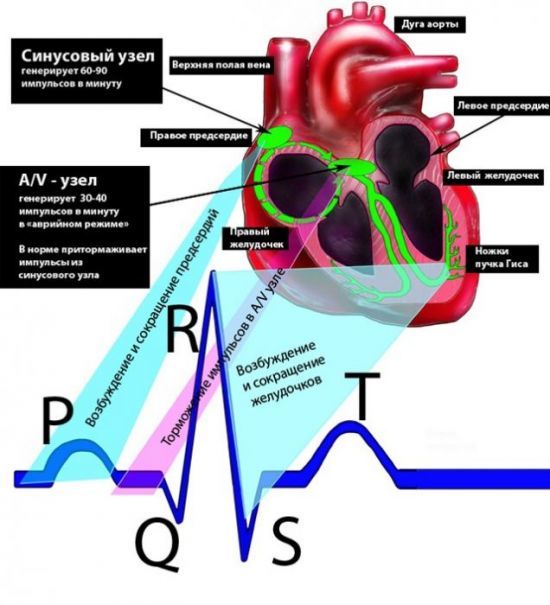 Расшифровка кардиограммы сердца ритм синусовый – что это?