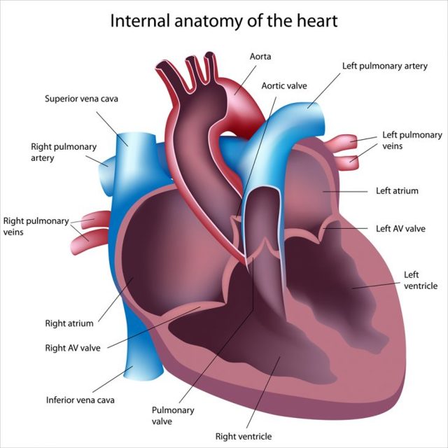 Дилатация полости левого и правого желудочка сердца: что это такое