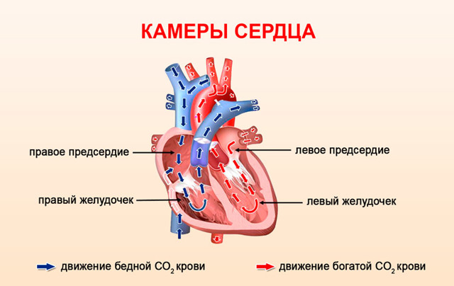 Атрофия левого желудочка сердца: что это такое, чем опасна, симптомы и как лечить