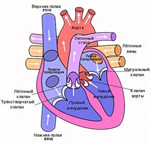 Дилатация полости левого предсердия, правых и левых отделов сердца: что это такое