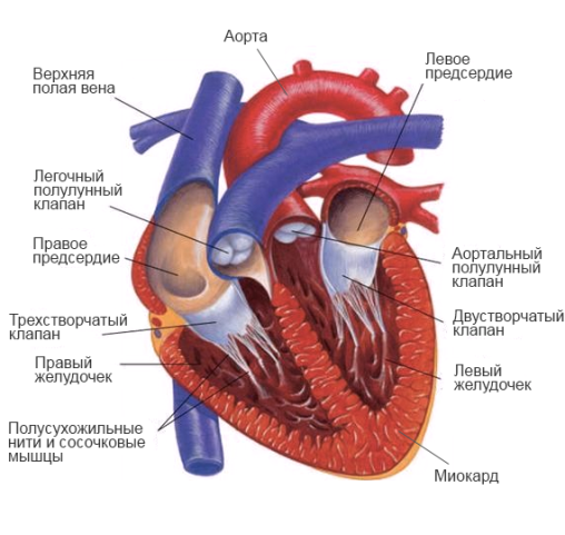 Функциональная кардиопатия у детей: что это такое?