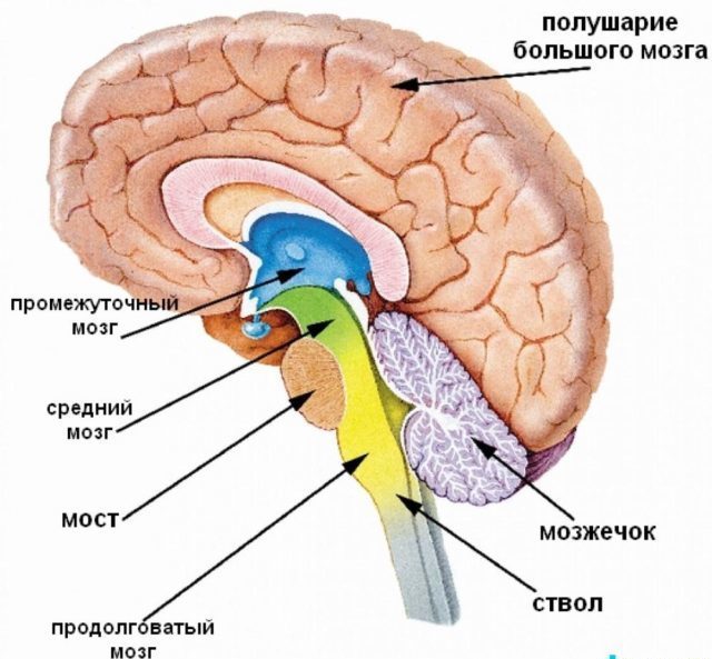 Церебральная ангиодистония сосудов головного мозга по смешанному типу: что это такое, лечение синдрома