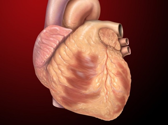 Трикуспидальный клапан сердца: что это?