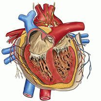 Экг при ишемической болезни сердца: признаки, диагностика, изменения
