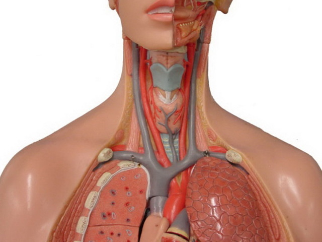 Атеросклероз сосудов шеи: симптомы, лечение, начальная стадия, нестенозирующий тип поражения магистральных артерий шейного отдела