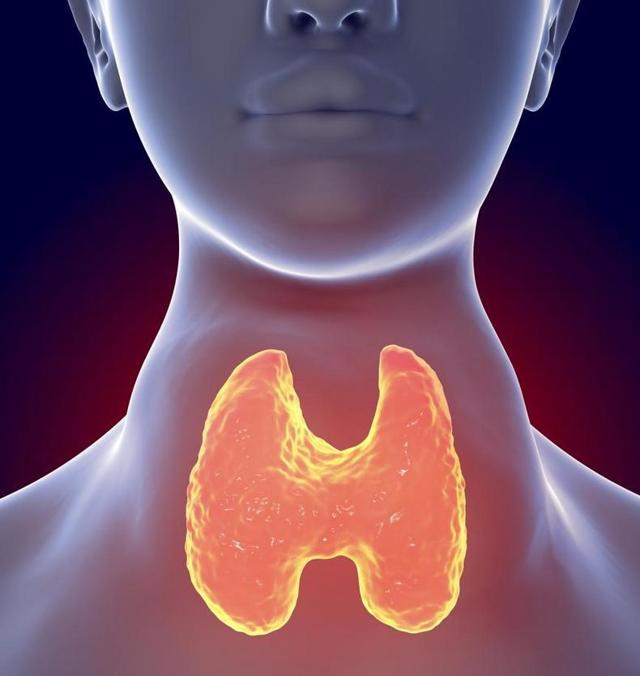 Щитовидная железа и высокое артериальное давление: что такое гипертензия щитовидки, лечение