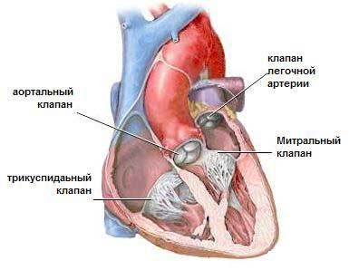 Трикуспидальный клапан сердца: что это?