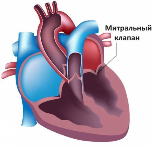Причины одышки, сердцебиения и сопутствующих симптомов