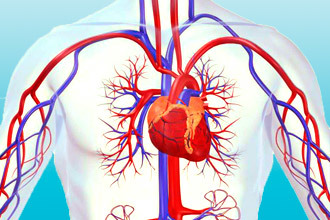 Атрофия левого желудочка сердца: что это такое, чем опасна, симптомы и как лечить