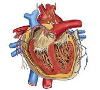 Комбинированный и сочетанный аортальный порок сердца с преобладанием стеноза: что это?