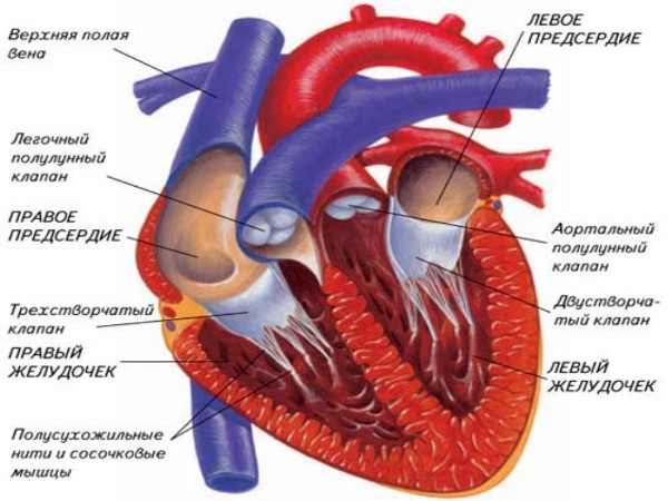 Рак сердца: симптомы и признаки