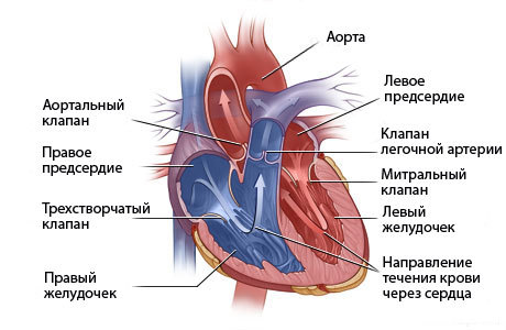 Подробная харатеристика сердечных пороков и виды лечения
