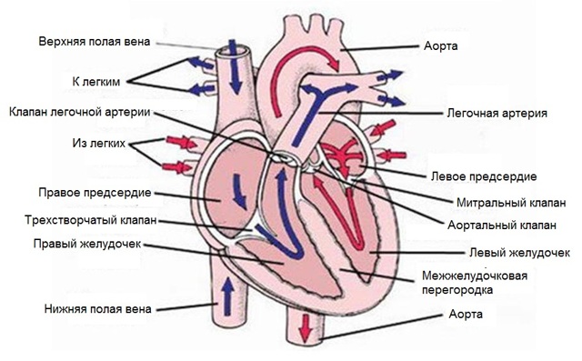 Желудочковая аритмия сердца: лечение