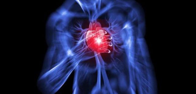 Что такое миокард сердца: его функции, болезни и лечение