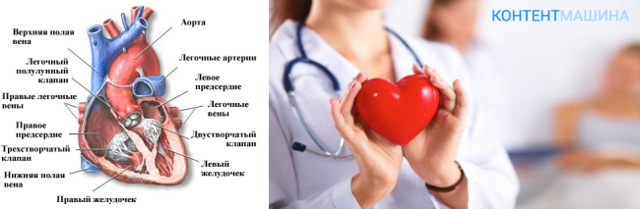 Болезни сердца: названия, список, симптомы и признаки, лечение и профилактика заболеваний