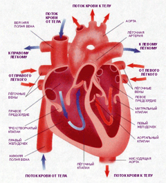 Повышенное сердечное артериальное давление: артериальная гипертензия правого желудочка