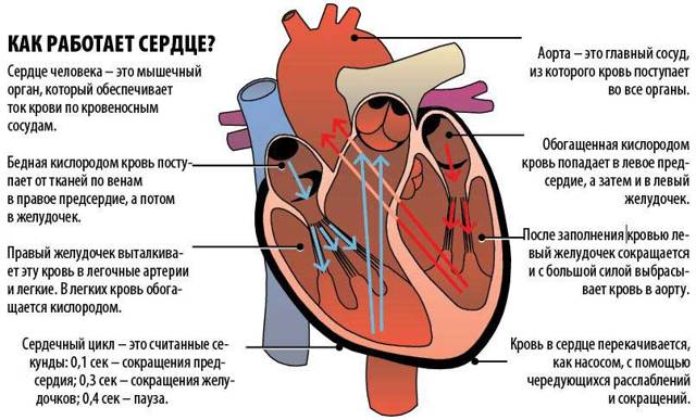 Дополнительная, ложная хорда левого желудочка сердца у ребенка: что это такое?