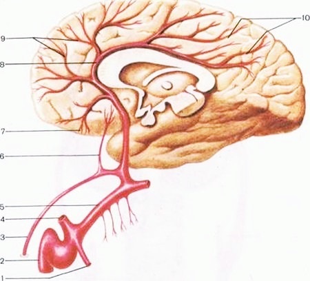 Гипотония сосудов. Гипотония сосудов головного мозга. Гипотония сосуды. Гипертонус сосудов головного мозга. Гипотония сосудов головного мозга рисунки.