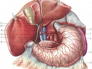 Стеноз чревного ствола брюшной аорты: что это такое, классификация, симптомы, лечение без операции