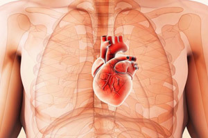 Причины и лечение кардиомегалии или синдрома бычьего сердца