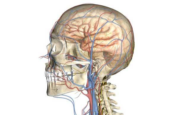Церебральная ангиодистония сосудов головного мозга по смешанному типу: что это такое, лечение синдрома
