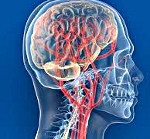 Нейроциркуляторная дистония по гипертоническому, смешанному и кардиальному типу: что это такое, симптомы, лечение и отзывы